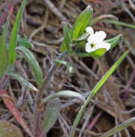 Fotografia da espécie Lithospermum arvense subesp. arvense