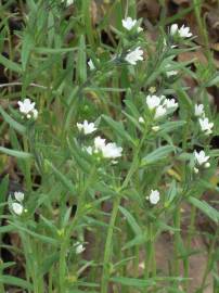 Fotografia da espécie Lithospermum arvense subesp. arvense