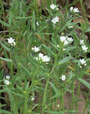 Fotografia 13 da espécie Lithospermum arvense subesp. arvense no Jardim Botânico UTAD