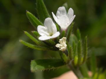 Fotografia da espécie Lithospermum arvense subesp. arvense