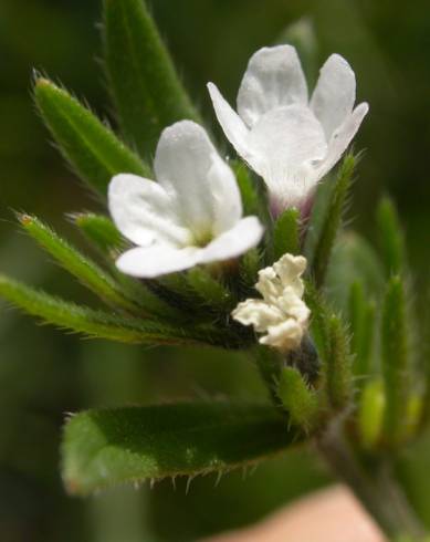 Fotografia de capa Lithospermum arvense subesp. arvense - do Jardim Botânico