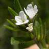 Fotografia 1 da espécie Lithospermum arvense subesp. arvense do Jardim Botânico UTAD