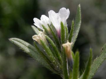 Fotografia da espécie Lithospermum arvense subesp. arvense