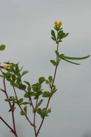 Fotografia da espécie Lotus ornithopodioides