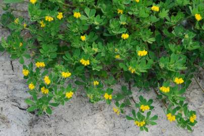 Fotografia da espécie Lotus ornithopodioides