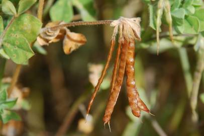 Fotografia da espécie Lotus ornithopodioides