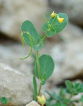 Fotografia 5 da espécie Coronilla scorpioides no Jardim Botânico UTAD