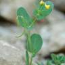 Fotografia 5 da espécie Coronilla scorpioides do Jardim Botânico UTAD