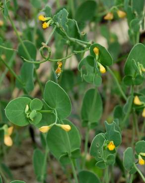 Fotografia 6 da espécie Coronilla scorpioides no Jardim Botânico UTAD