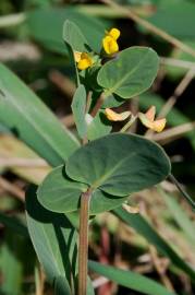 Fotografia da espécie Coronilla scorpioides