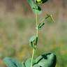 Fotografia 9 da espécie Coronilla scorpioides do Jardim Botânico UTAD