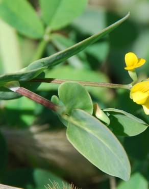 Fotografia 11 da espécie Coronilla scorpioides no Jardim Botânico UTAD