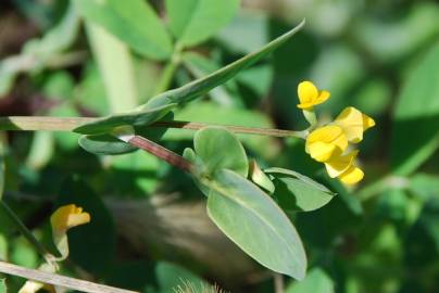 Fotografia da espécie Coronilla scorpioides