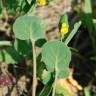 Fotografia 14 da espécie Coronilla scorpioides do Jardim Botânico UTAD