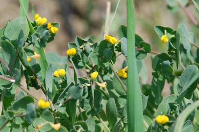 Fotografia da espécie Coronilla scorpioides