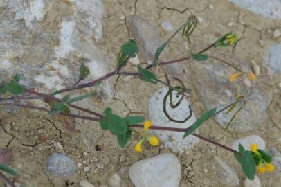 Fotografia da espécie Coronilla scorpioides