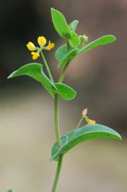 Fotografia da espécie Coronilla scorpioides