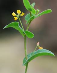 Coronilla scorpioides