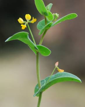 Fotografia 1 da espécie Coronilla scorpioides no Jardim Botânico UTAD