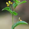 Fotografia 1 da espécie Coronilla scorpioides do Jardim Botânico UTAD