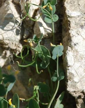 Fotografia 18 da espécie Coronilla scorpioides no Jardim Botânico UTAD