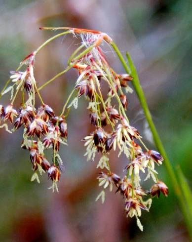 Fotografia de capa Luzula forsteri - do Jardim Botânico