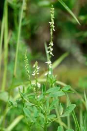 Fotografia da espécie Melilotus albus