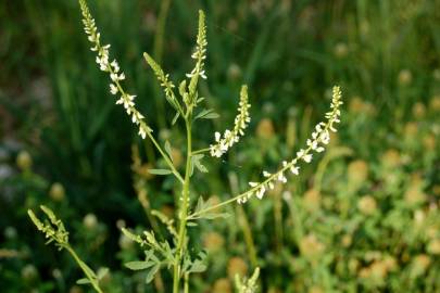 Fotografia da espécie Melilotus albus