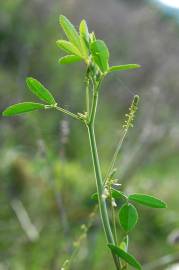 Fotografia da espécie Melilotus albus