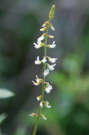 Fotografia da espécie Melilotus albus