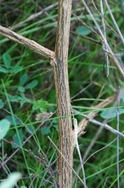 Fotografia da espécie Melilotus albus