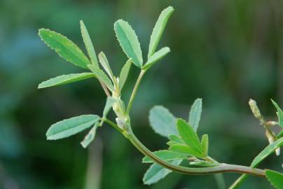 Fotografia da espécie Melilotus albus