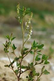 Fotografia da espécie Melilotus albus