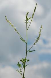Fotografia da espécie Melilotus albus