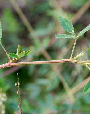 Fotografia 14 da espécie Melilotus albus no Jardim Botânico UTAD