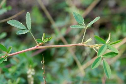 Fotografia da espécie Melilotus albus