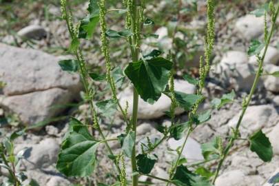 Fotografia da espécie Chenopodium urbicum