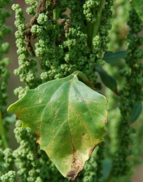 Fotografia 3 da espécie Chenopodium urbicum no Jardim Botânico UTAD