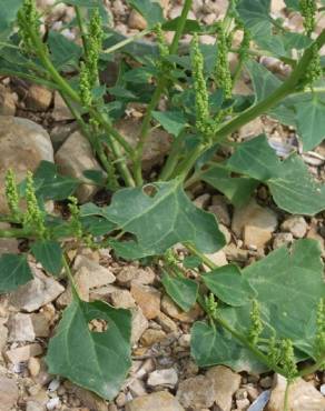 Fotografia 5 da espécie Chenopodium urbicum no Jardim Botânico UTAD