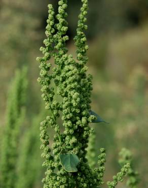 Fotografia 6 da espécie Chenopodium urbicum no Jardim Botânico UTAD