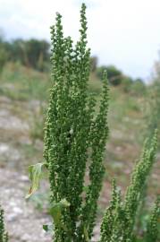 Fotografia da espécie Chenopodium urbicum