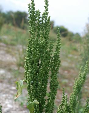 Fotografia 7 da espécie Chenopodium urbicum no Jardim Botânico UTAD