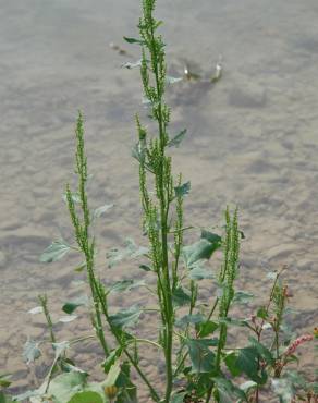 Fotografia 8 da espécie Chenopodium urbicum no Jardim Botânico UTAD