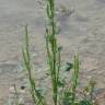 Fotografia 8 da espécie Chenopodium urbicum do Jardim Botânico UTAD