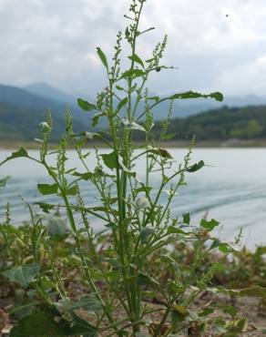 Fotografia 9 da espécie Chenopodium urbicum no Jardim Botânico UTAD