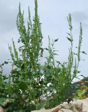 Fotografia 10 da espécie Chenopodium urbicum no Jardim Botânico UTAD