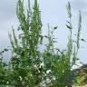 Fotografia 10 da espécie Chenopodium urbicum do Jardim Botânico UTAD