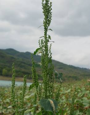 Fotografia 11 da espécie Chenopodium urbicum no Jardim Botânico UTAD