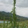 Fotografia 11 da espécie Chenopodium urbicum do Jardim Botânico UTAD