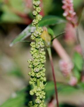 Fotografia 13 da espécie Chenopodium urbicum no Jardim Botânico UTAD